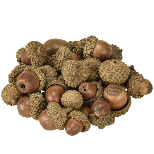 Itens Bolotas para decoração, decoração de outono, frutas naturais de outono Ø1,5 – 2,5cm L1,5 – 3cm 300g