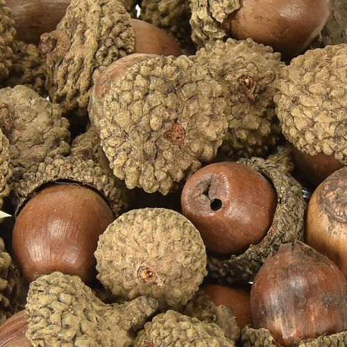 Itens Bolotas para decoração, decoração de outono, frutas naturais de outono Ø1,5 – 2,5cm L1,5 – 3cm 300g