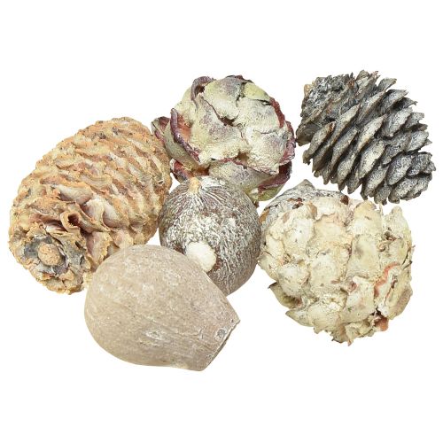 Itens Cones exóticos Leucodendron branco lavado 3-4cm 450g