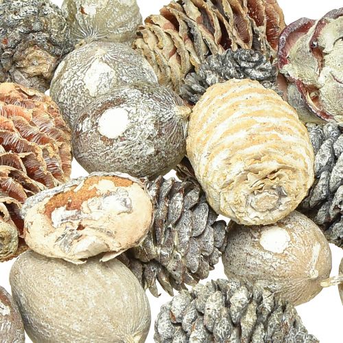 Itens Cones exóticos Leucodendron branco lavado 3-4cm 450g