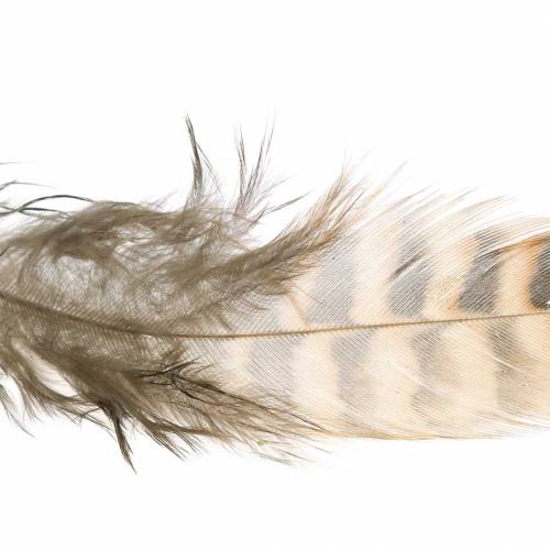 Floristik24 Penas naturais 4,5 - 9cm 20g