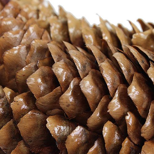Floristik24 Coroa de cones de abeto Ø27cm