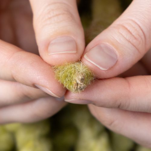 Itens Cordão de feltro Mirabell macio, lã, verde, fita decorativa de 25m para arranjos florais, decoração, artesanato e projetos "faça você mesmo".