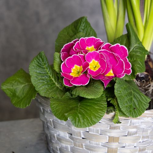 Itens Cesta de vime como elegante decoração floral para a sala de estar. Cesta de Páscoa, 23 cm, 6 peças.