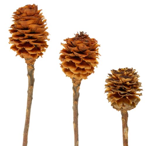 Flores secas de Leucospermum Glabrum, 25-40cm, 25 unidades