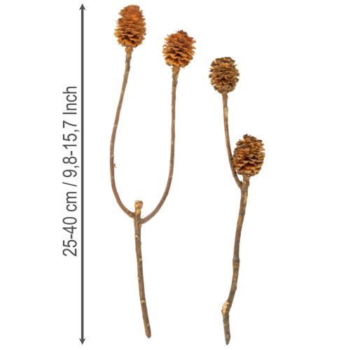 Itens Flores secas de Leucospermum Glabrum, 25-40cm, 25 unidades