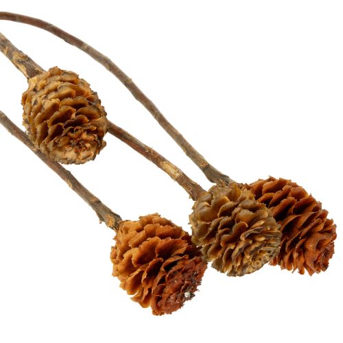 Itens Flores secas de Leucospermum Glabrum, 25-40cm, 25 unidades