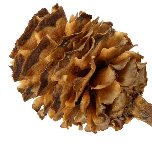 Itens Flores secas de Leucospermum Glabrum, 25-40cm, 25 unidades