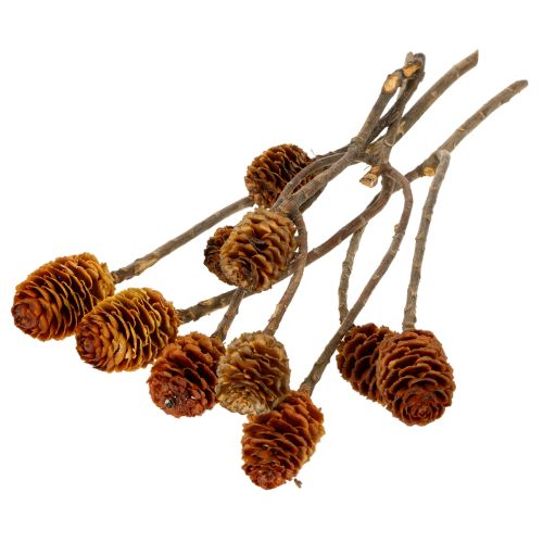 Itens Flores secas de Leucospermum Glabrum, 25-40cm, 25 unidades