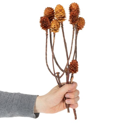 Itens Flores secas de Leucospermum Glabrum, 25-40cm, 25 unidades