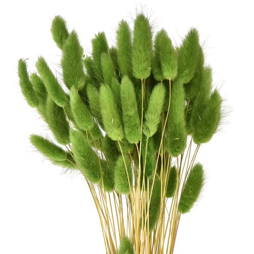 Itens Grama cauda de coelho grama ornamental Lagurus verde oliva C65cm 50g