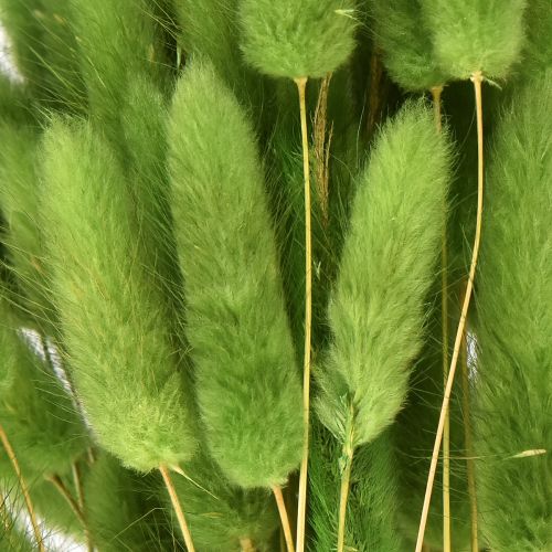 Itens Grama cauda de coelho grama ornamental Lagurus verde oliva C65cm 50g