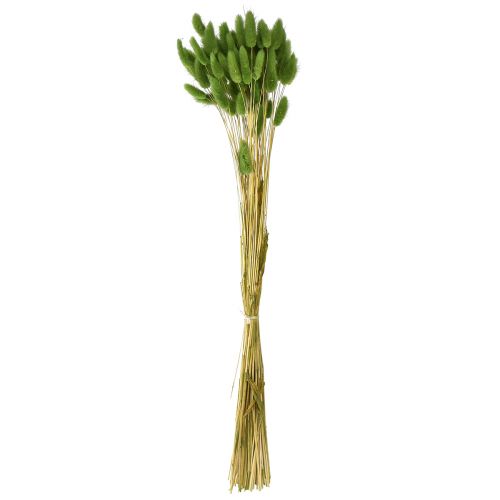 Itens Grama cauda de coelho grama ornamental Lagurus verde oliva C65cm 50g
