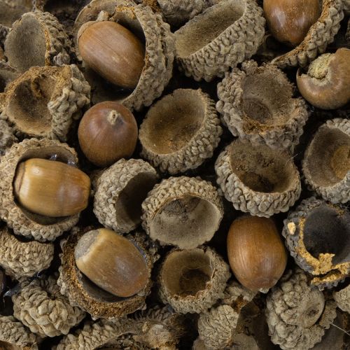 Itens Guirlanda de decoração de outono feita de bolotas guirlanda natural Ø30cm