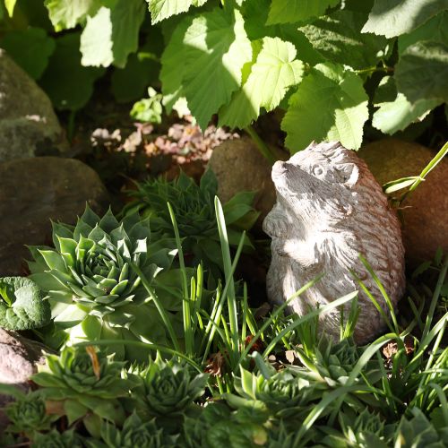 Floristik24 Figura de decoração de outono ouriço em pedra fundida, lavada a branco, altura 14,5 cm