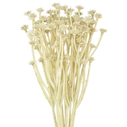 Erva artificial de curry branco bege C28cm 12 unidades 1 cacho