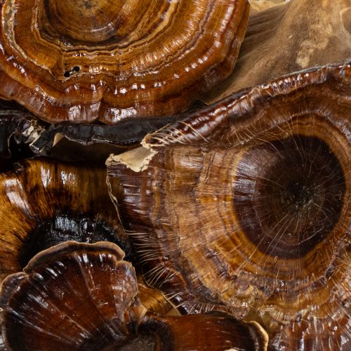 Itens Kalix Cogumelo Natural Envernizado 100 unidades