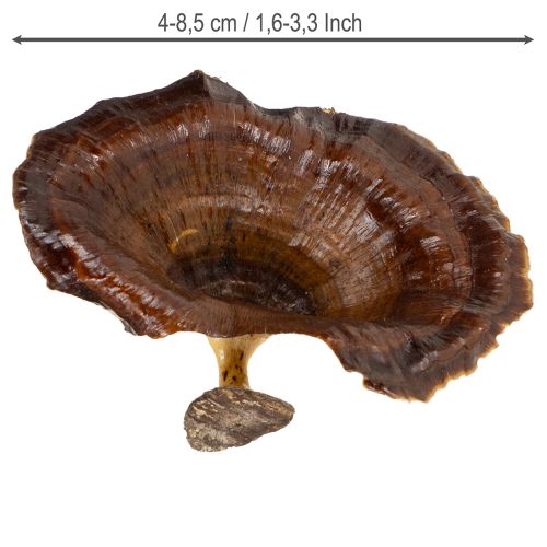 Itens Kalix Cogumelo Natural Envernizado 100 unidades