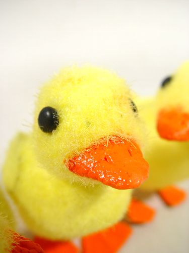 Floristik24 Pintinho com pés de arame 8cm 12pcs. amarelo alaranjado