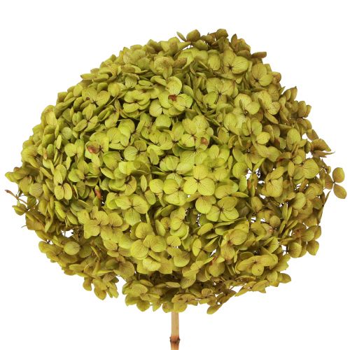 Floristik24 Hortênsia grande em conserva verde Ø20cm C50–60cm