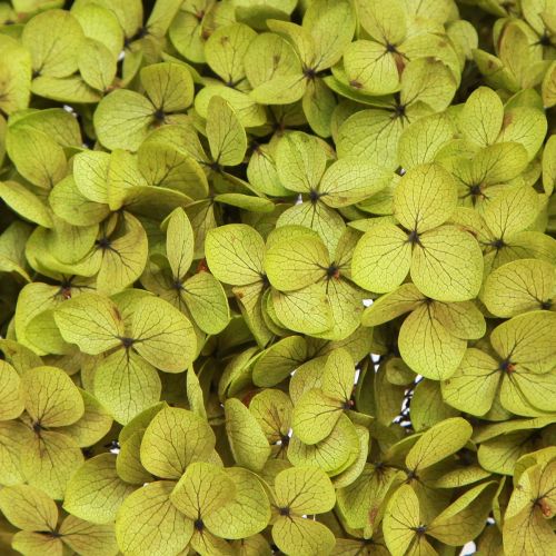 Floristik24 Hortênsia grande em conserva verde Ø20cm C50–60cm