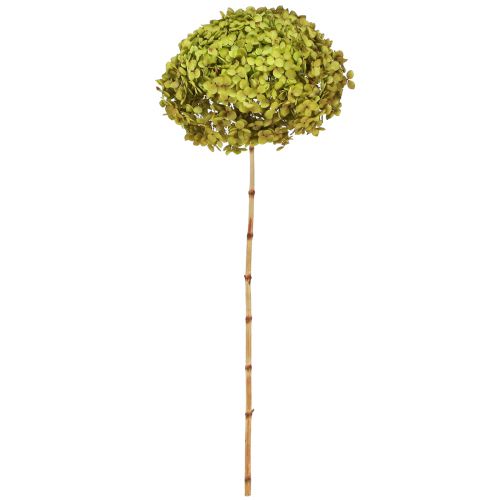 Floristik24 Hortênsia grande em conserva verde Ø20cm C50–60cm