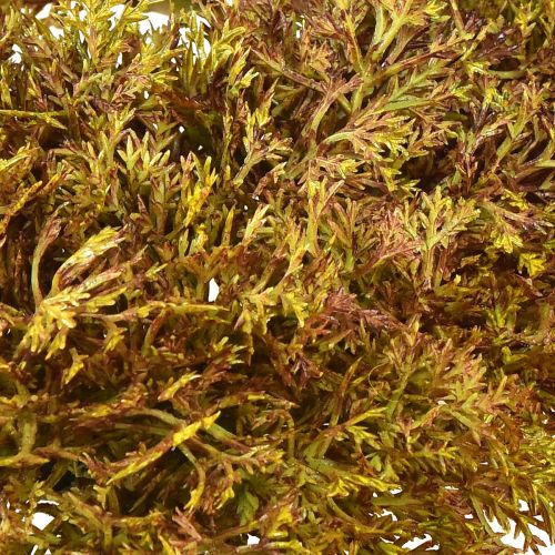 Itens Decoração artificial em musgo castanho – almofada musgo 10/12/14cm 3 un