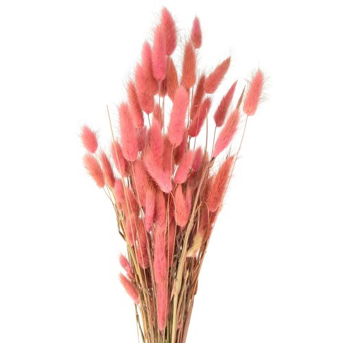 Floristik24 Lagurus Grama Rabo de Coelho Seco Rosa L45cm 50g