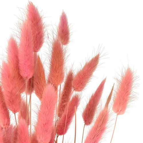 Itens Lagurus Grama Rabo de Coelho Seco Rosa L45cm 50g