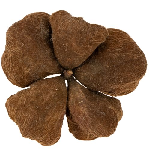 Itens Landlotus Nature 50 peças