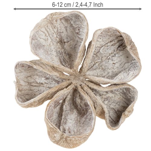 Itens Landlotus Branco Lavado 6-12cm 50 unidades