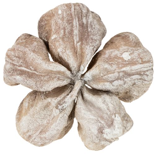 Landlotus Branco Lavado 6-12cm 50 unidades | Floristik24.pt