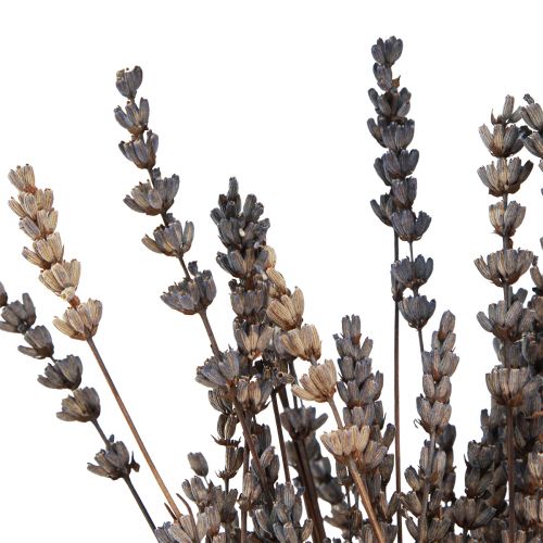 Itens Flores secas perfumadas secas de lavanda 35-40cm 50g