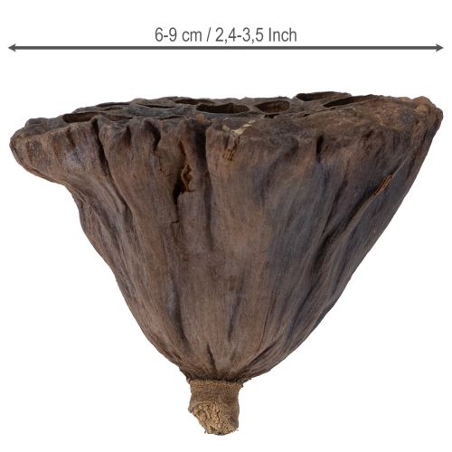 Itens Bulbo de lótus grande 100 unidades natural