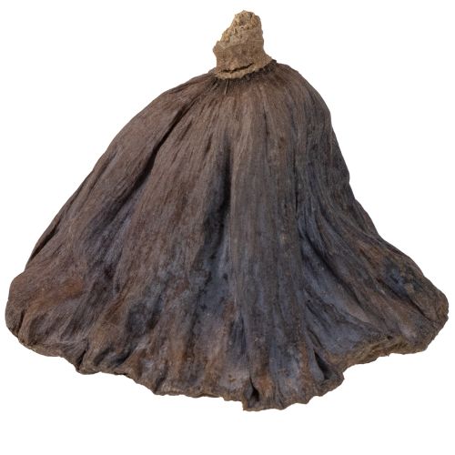 Itens Bulbo de lótus grande 100 unidades natural