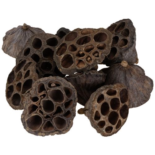 Itens Bulbo de lótus pequeno 100 unidades natural