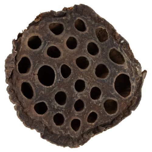 Itens Pistão de lótus médio 100 unidades natural