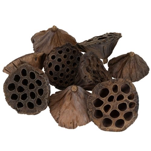 Itens Pistão de lótus médio 100 unidades natural