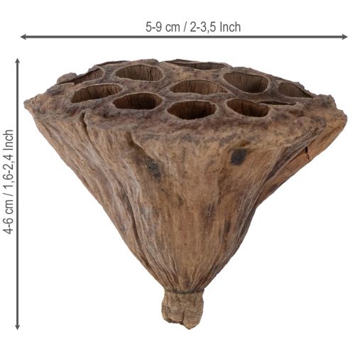 Itens Pistão de lótus médio 100 unidades natural