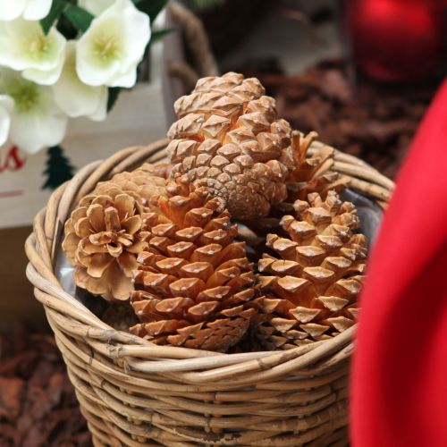 Cones Maritima creme-baunilha misto 5-18cm 25 unidades