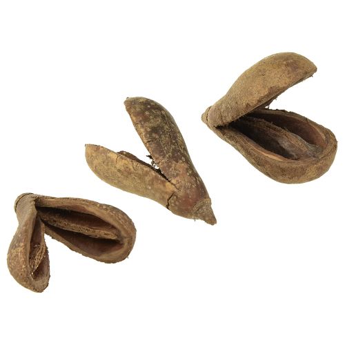 Floristik24 Mike Fruit Materiais Naturais Bagon Fruit Natural 8cm 50 un