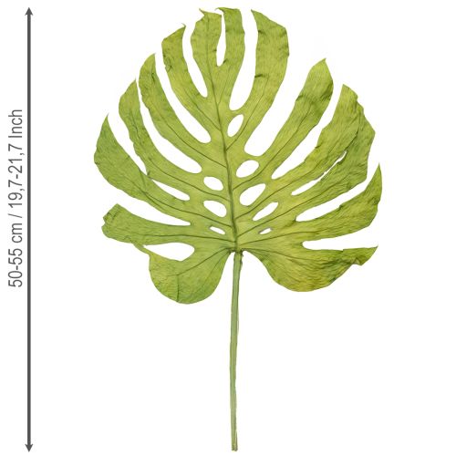 Itens Folhas secas de Monstera para decoração de janela, 50 cm de altura, 5 peças