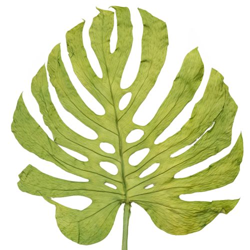 Folhas de Monstera secas para decoração de janela H50cm 5 peças