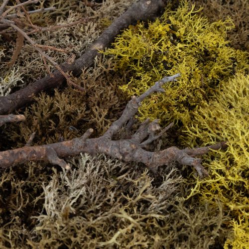 Itens Quadro de musgo, quadro de musgo verdadeiro com moldura, preservado, 40×30cm