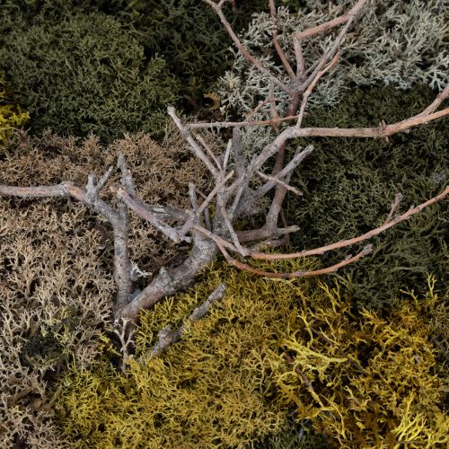 Itens Quadro de musgo, musgo e galhos preservados, naturais, 60×40cm