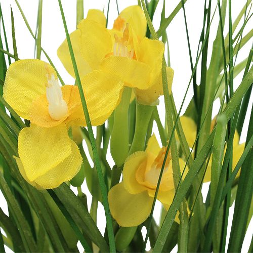 Itens Narcisos com grama em uma panela de 25cm