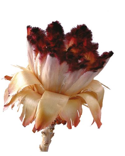 Floristik24 Broto Nerifolia 250 unidades