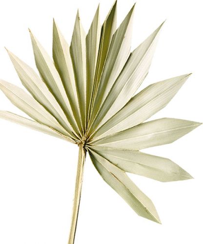 Palmspear Sun Natural Folha de Palmeira Seca Decoração Natural 30 un