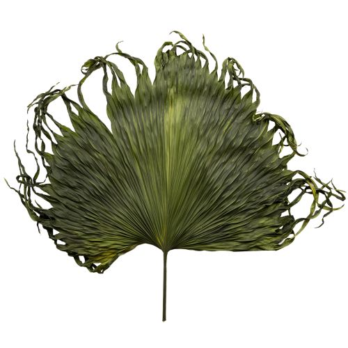 Folhas de palmeira secas decoração Saribus verde 45cm 5 peças