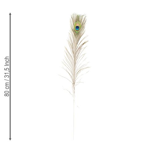 Itens Decoração de penas de pavão, penas de pássaros reais, comprimento 75-85 cm, 8 peças